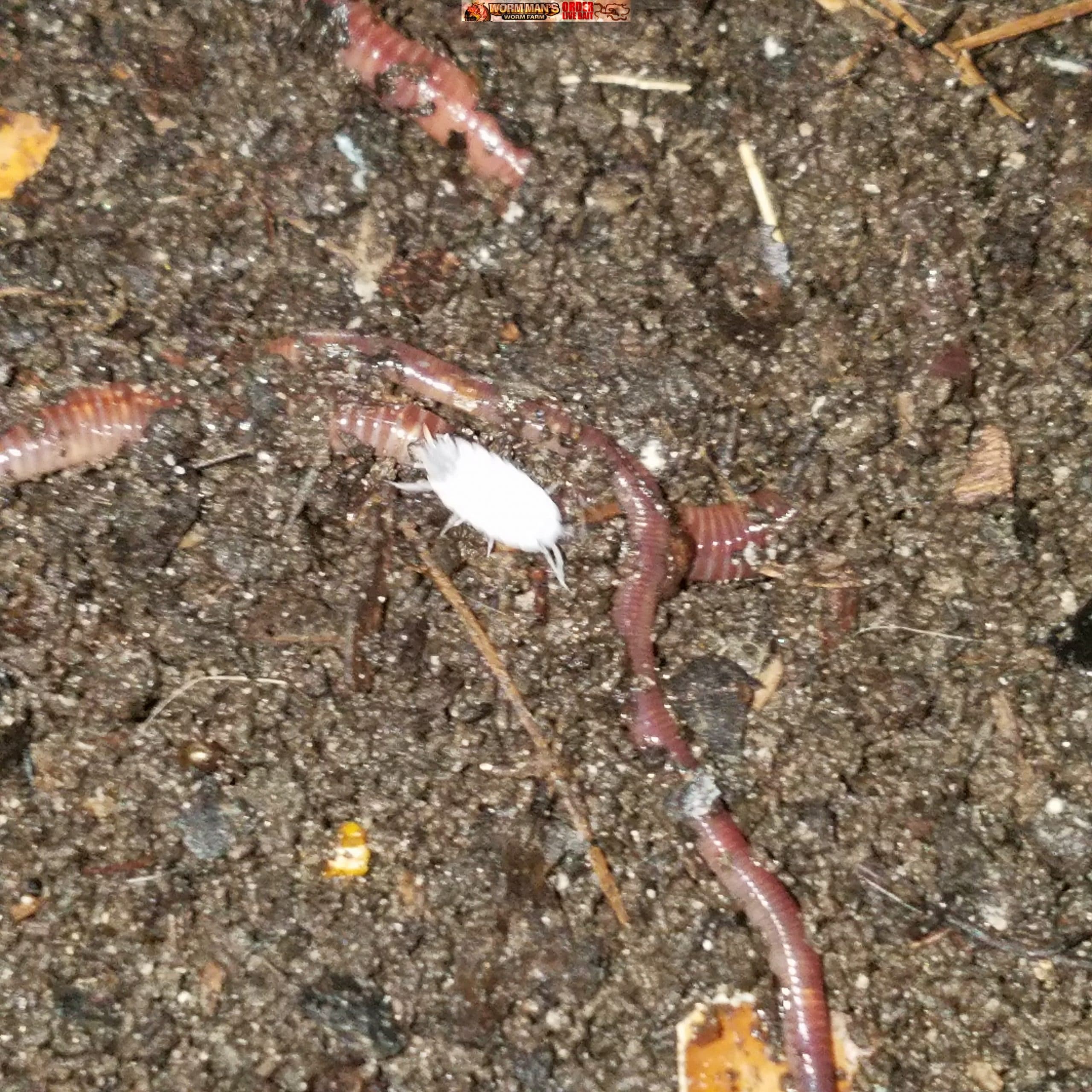 Groups Of Earthworm African Night Crawler On The Ground Stock