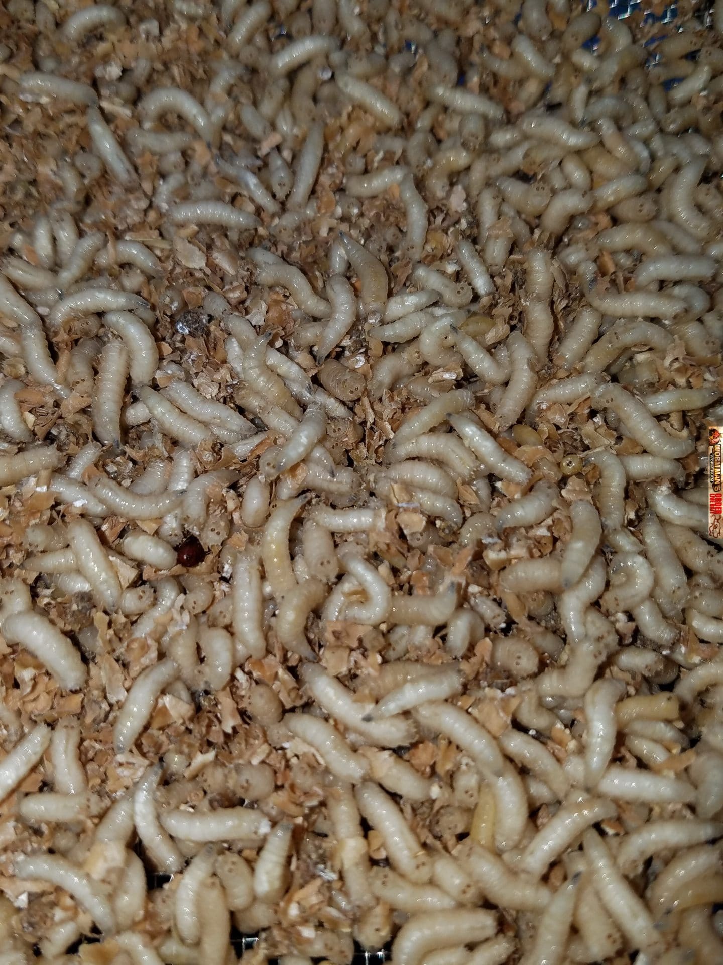 Live Maggots, Spikes, Blue Bottle Fly Larvae for Fishing Bait, for