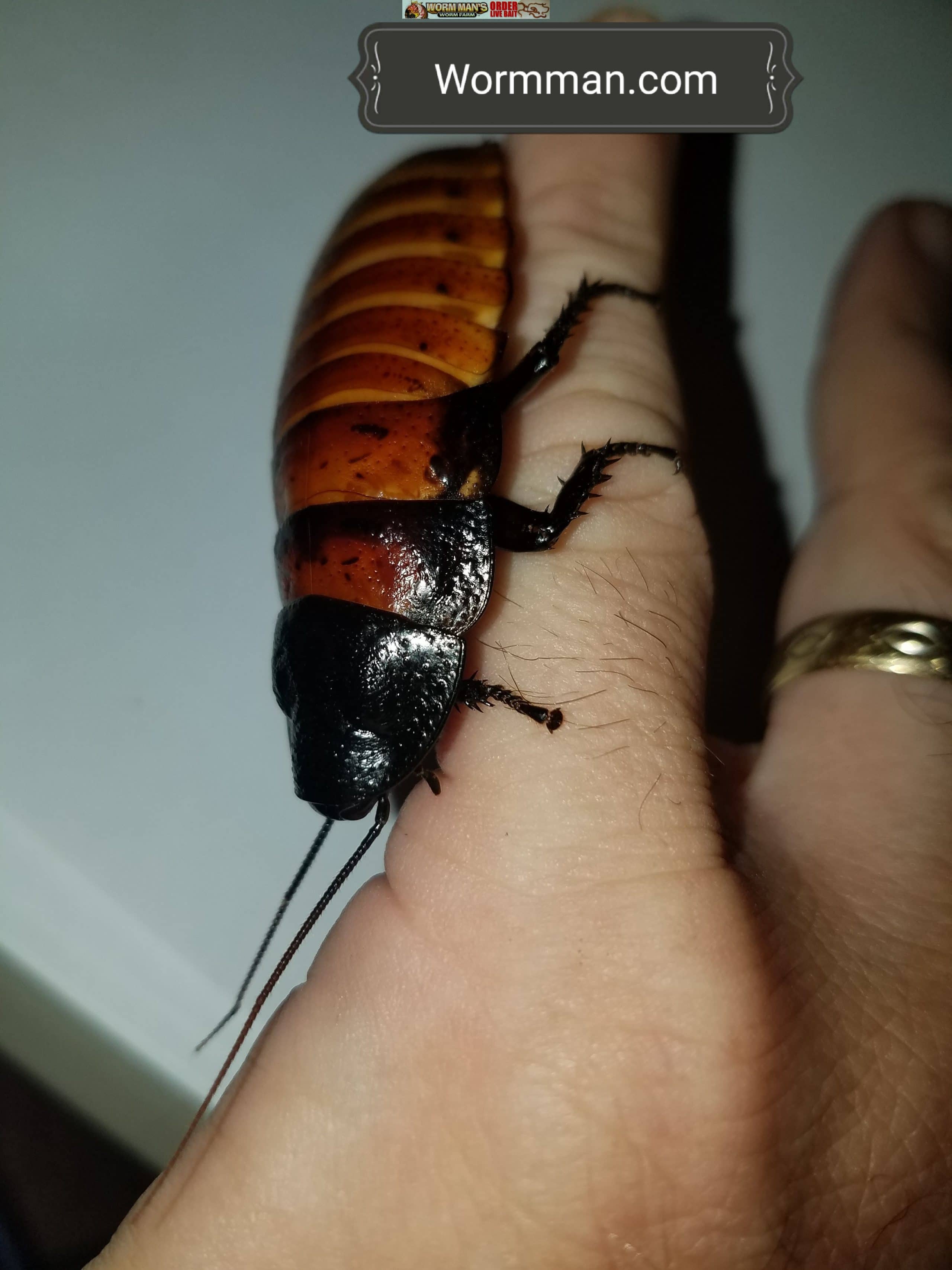 Madagascar Hissing Roach