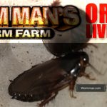 Surinam Roaches