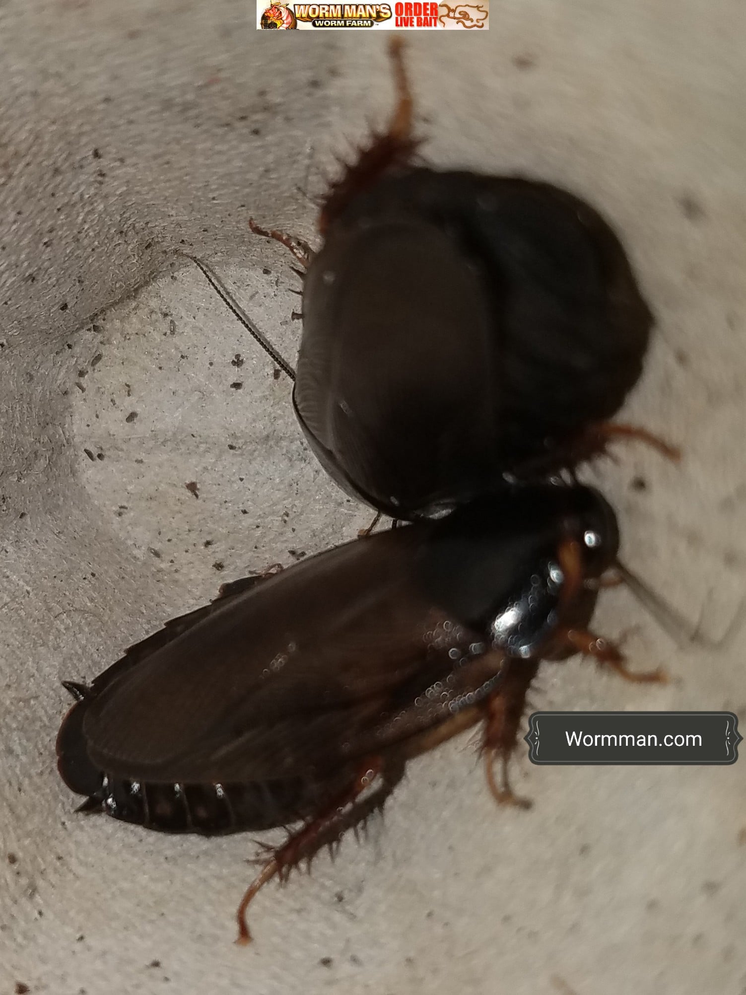 Surinam Roaches