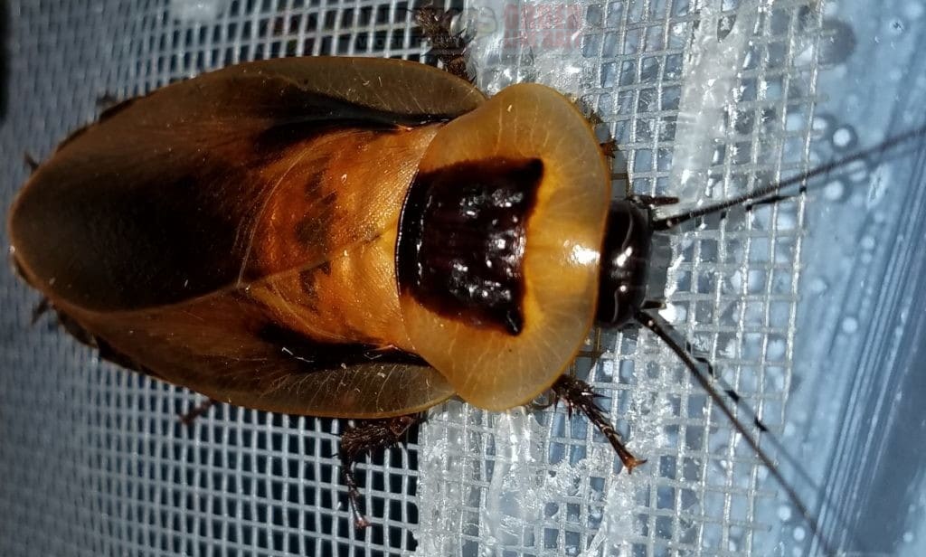 Live Roach Care Sheet: Discoid Roaches