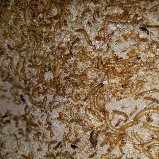 Mealworms