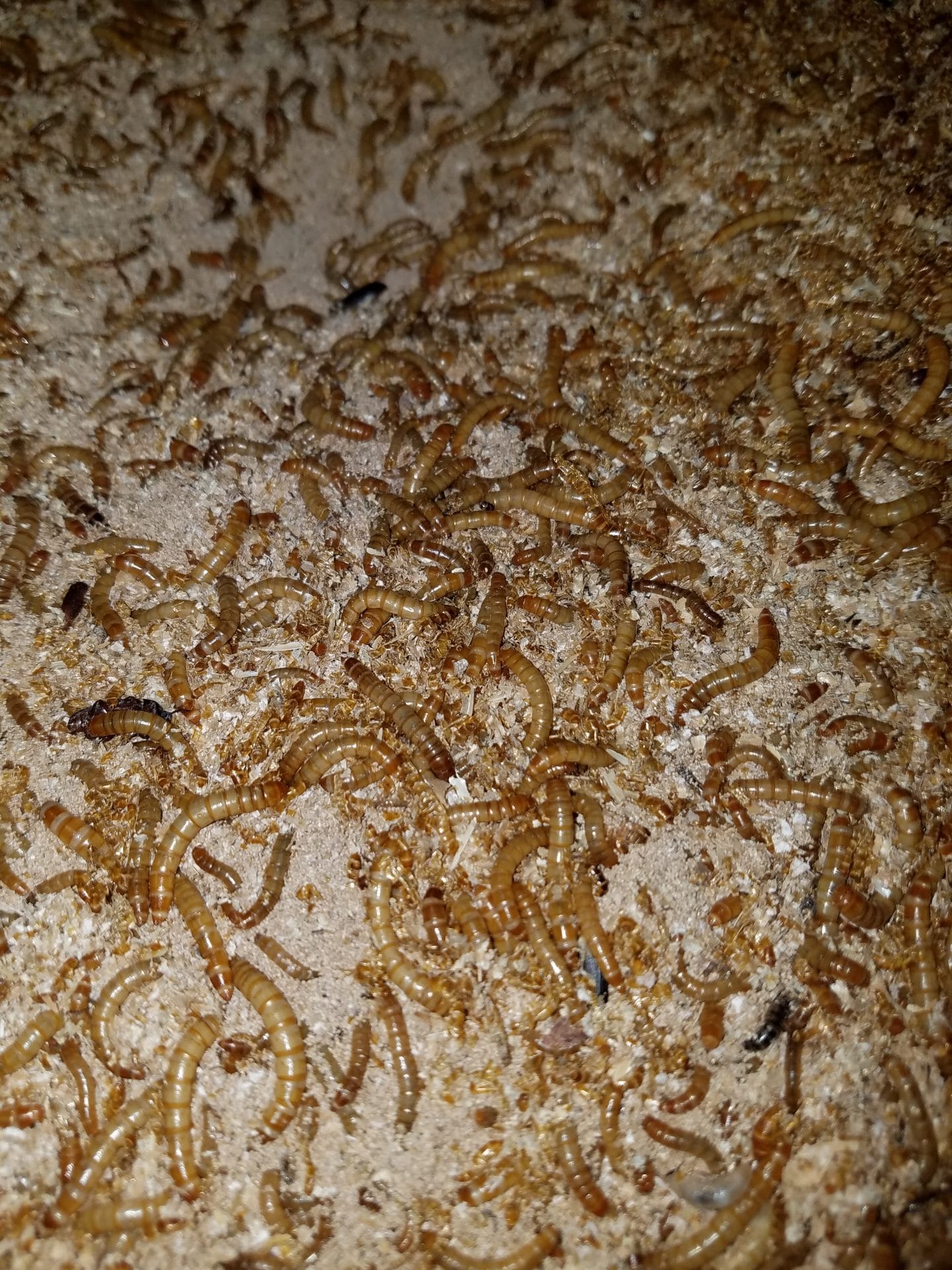 How to Breed Mealworms Easily WORMMAN.BLOG