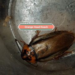 orange head roaches