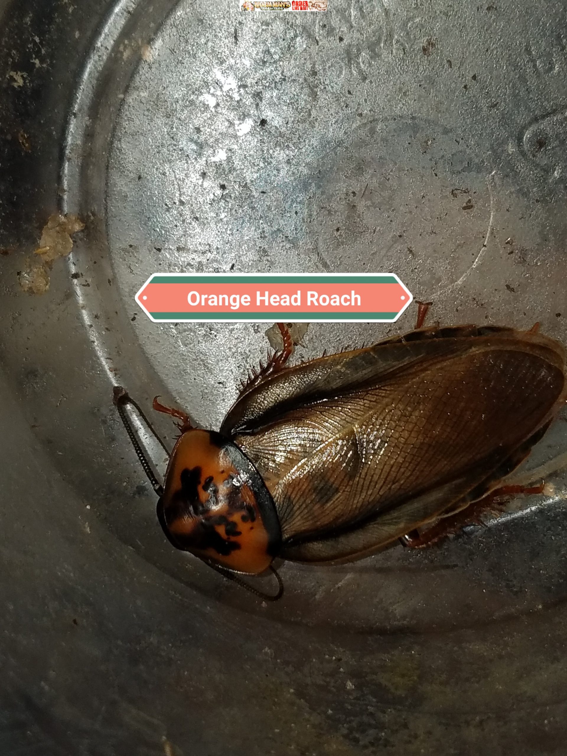 orange head roaches