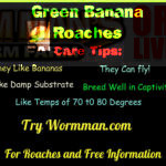 Green Banana Roaches