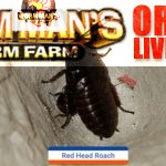 Red Head Roach