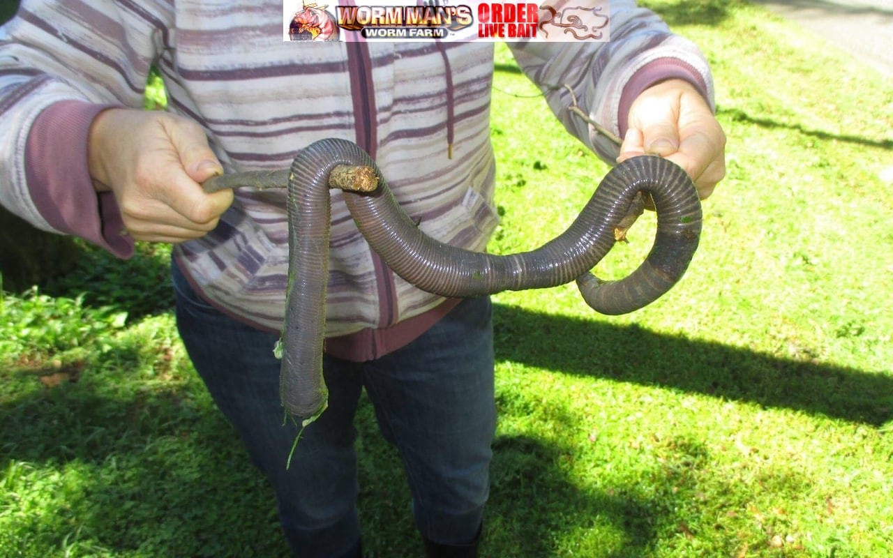 Huge 2ft Earthworm Photographed