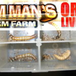 superworms pupating