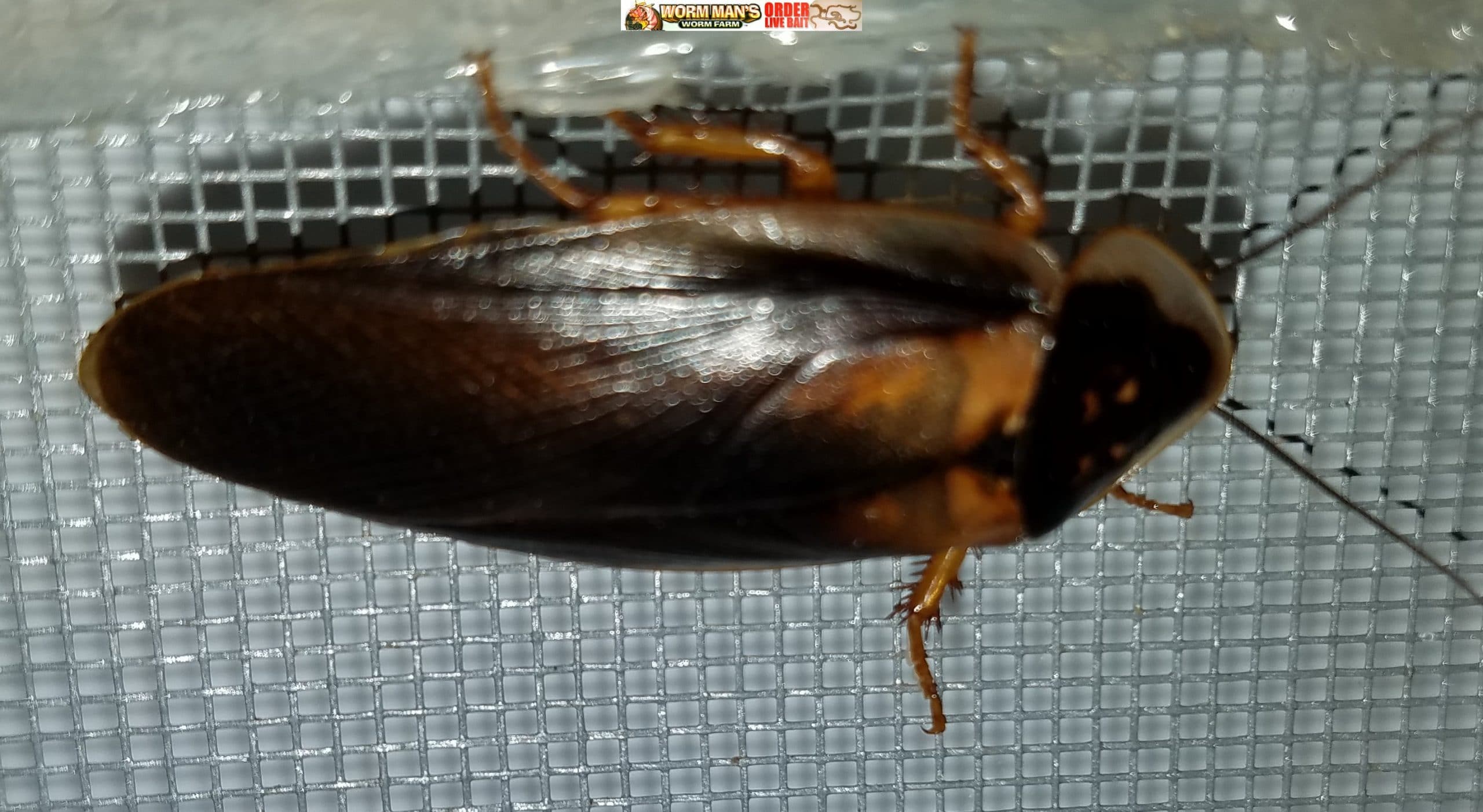 Dubia Roach Male