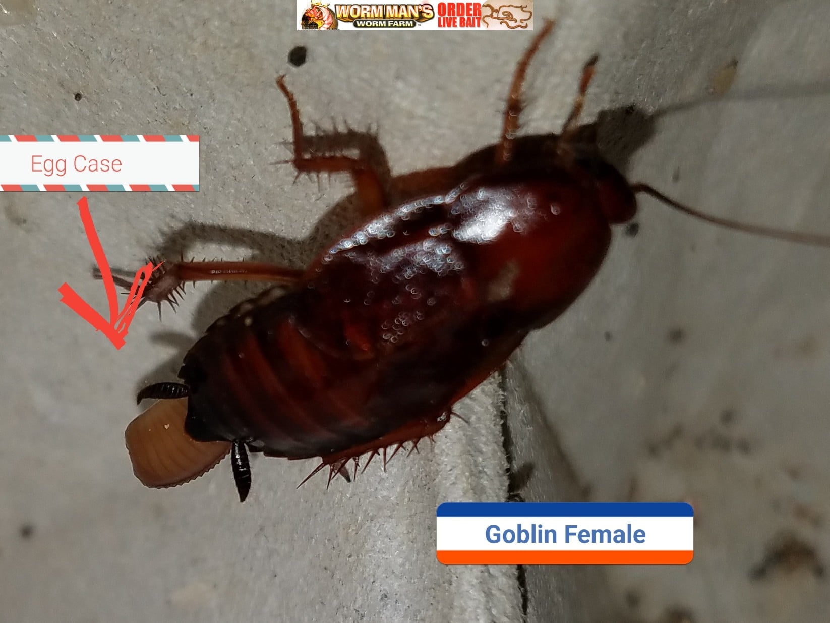 Female Goblin Roaches