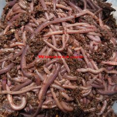 Composting Worms