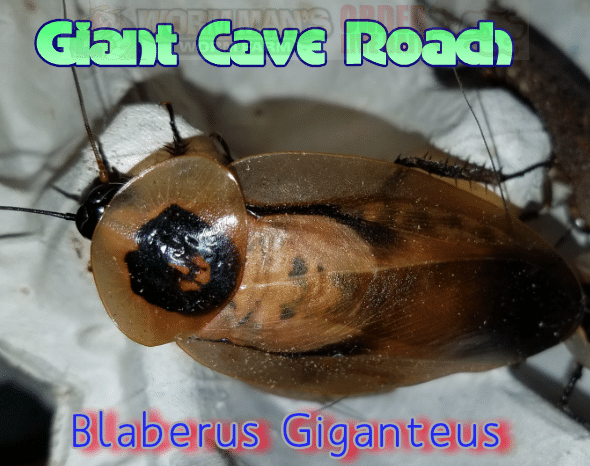 Giant Cave Roaches