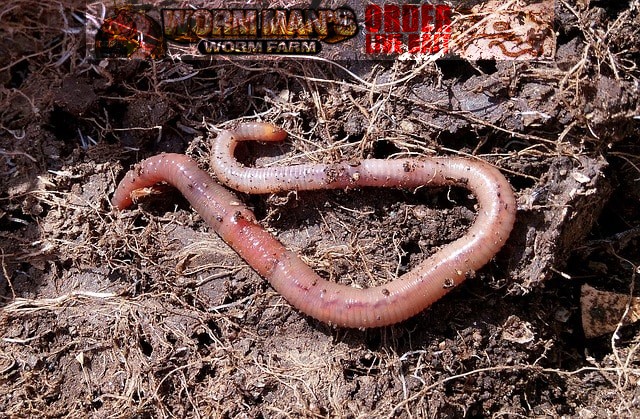 Worm Composting