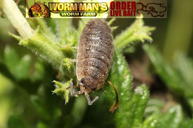 porcellio scaber