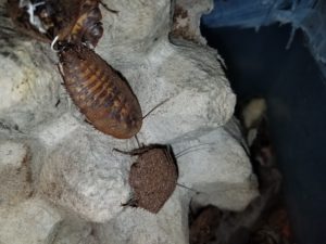 Giant Cave Roach Nymphs