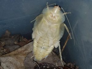 Giant Gave Roach Molt