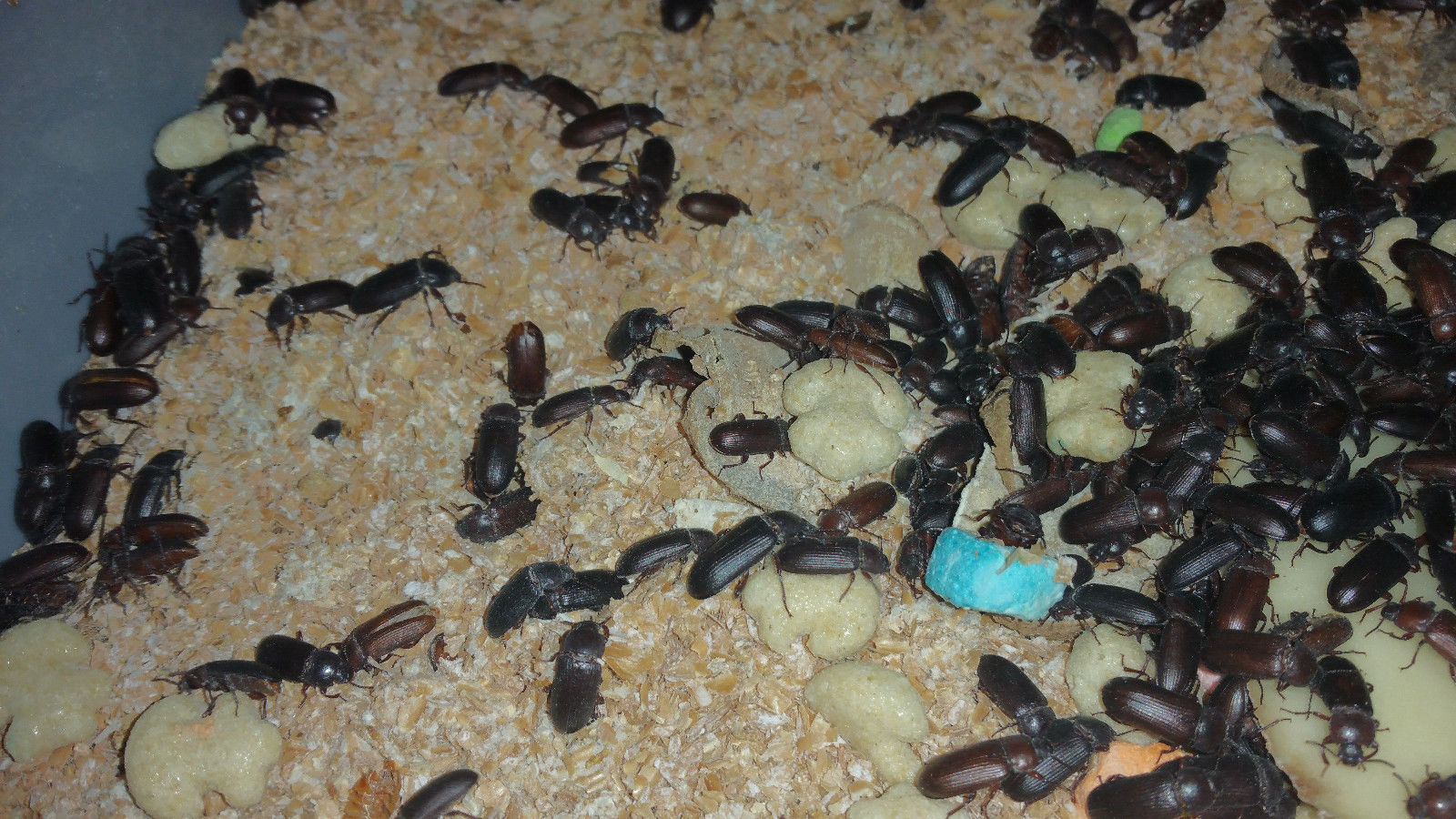 download mealworms near me