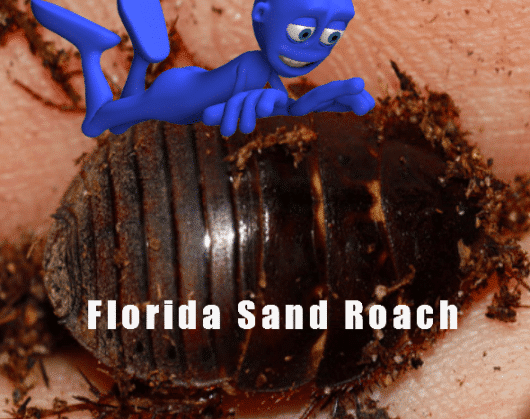 Arenivaga floridensis ​"Florida Sand Roach"