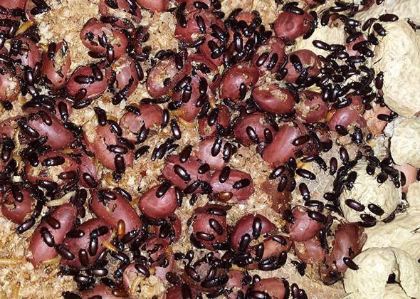 Peanut Beetles