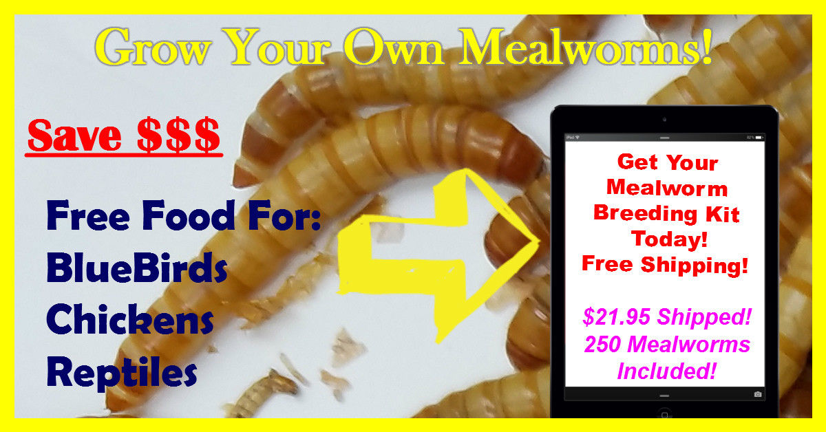 Meal Worm Farm. Grow Your Own Mealworms For Free. Mealworm Breeding Kit!