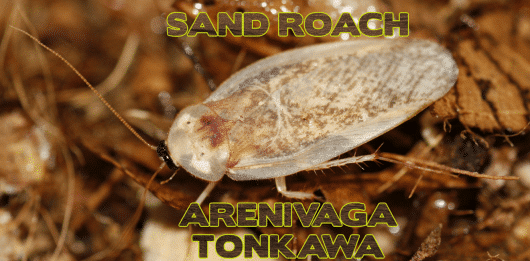 Arenivaga tonkawa ​"Tonkawa Sand Roach"