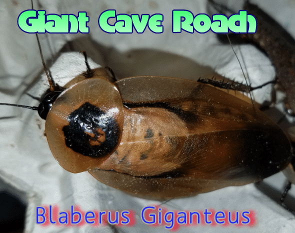 blaberus giganteus