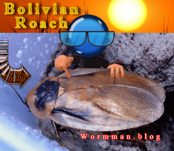 Blaberus boliviensis ​"Bolivian Roach"