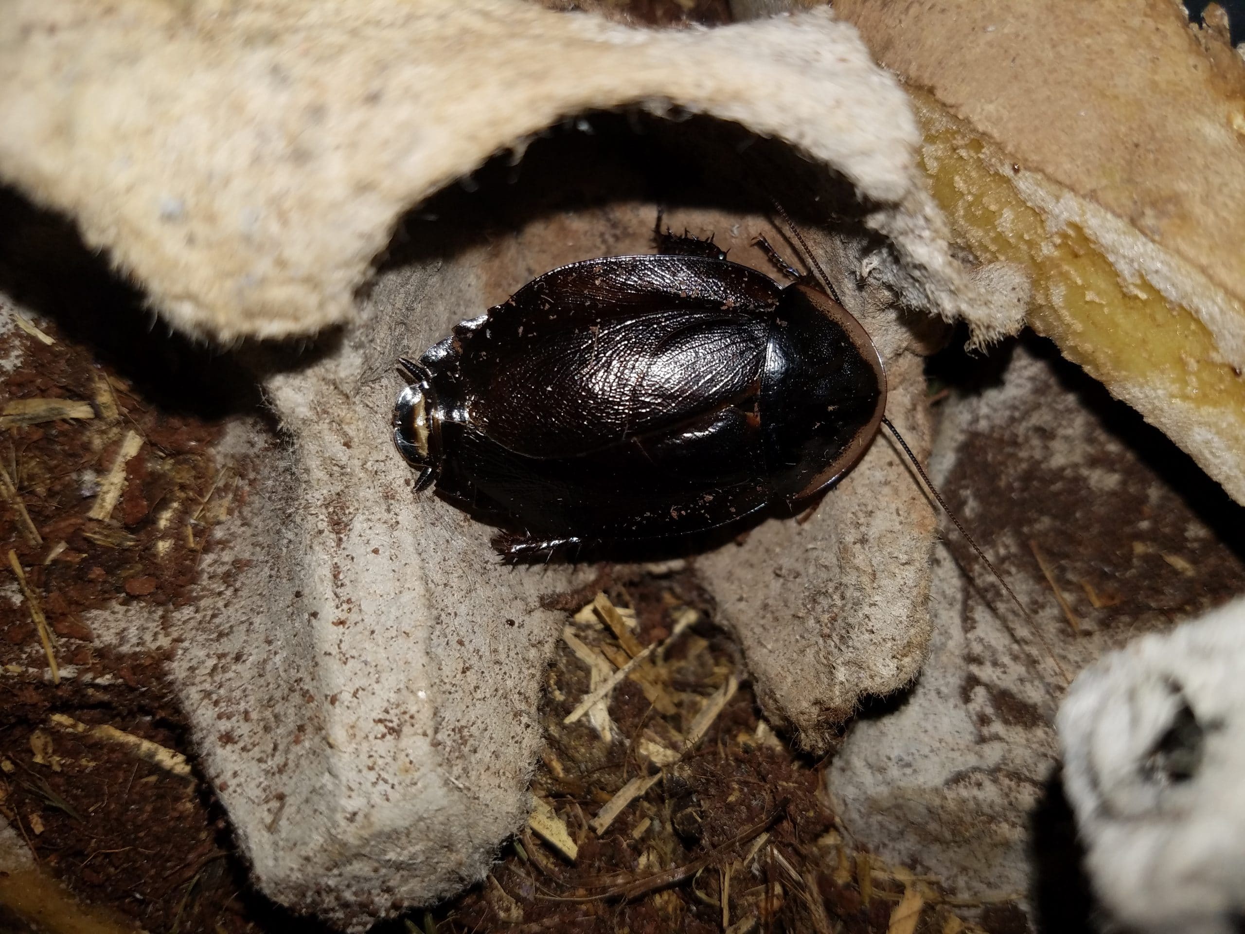 Cuban Burrowing Cockroaches