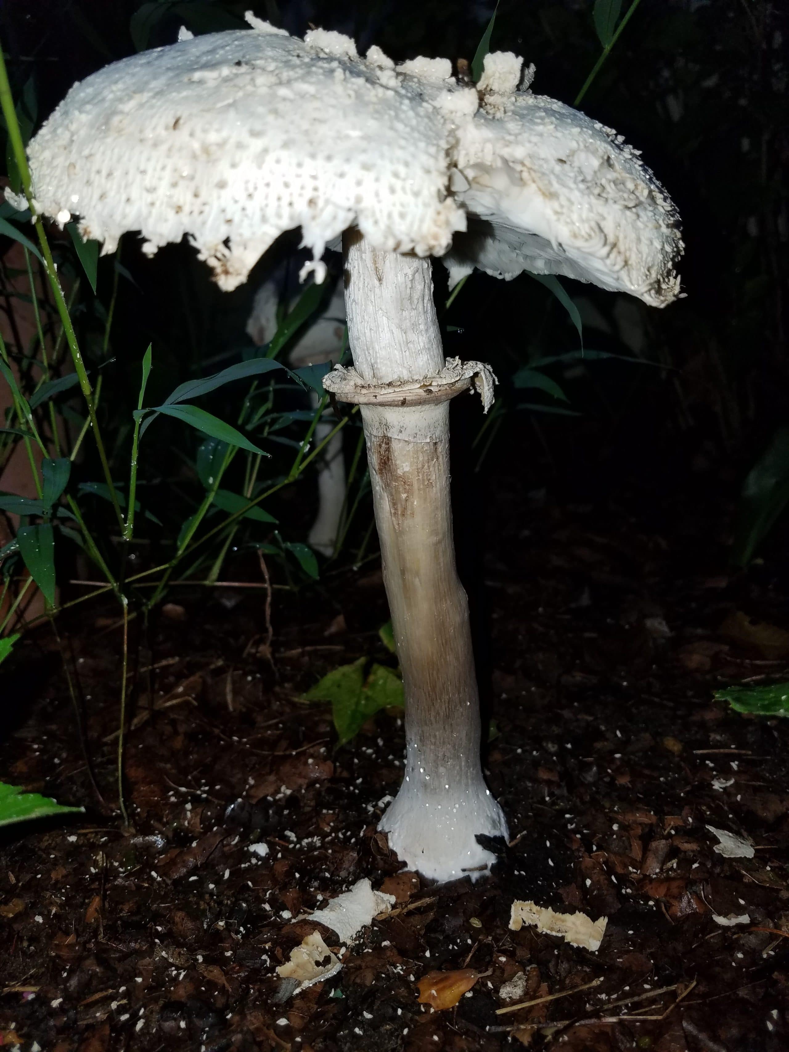 Wild Mushrooms Growing In My Yard Wormmanblog