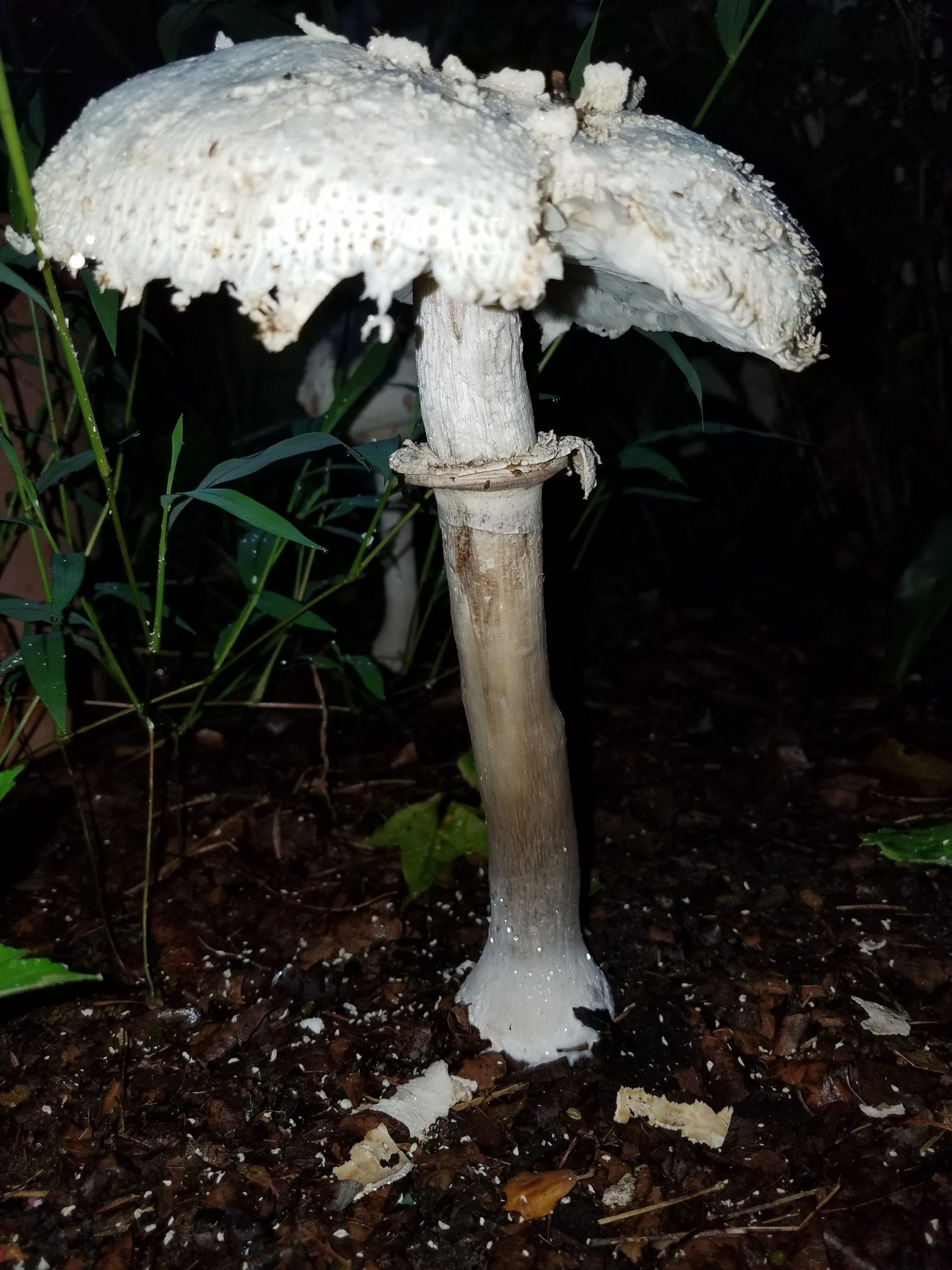 Why Do Mushrooms Grow In My Yard - All Mushroom Info