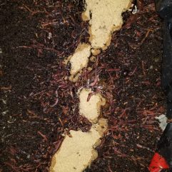 Red Worms eating