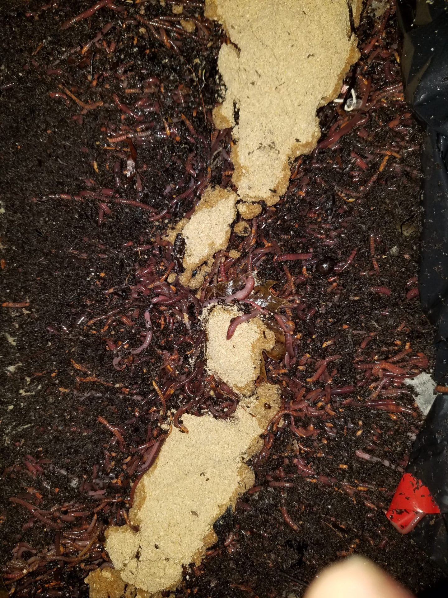 Red Worms eating