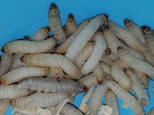 waxworms