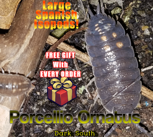 LARGE, RARE SPANISH ISOPODS.  PORCELLIO ORNATUS "Dark South"  12 Mixed Age group