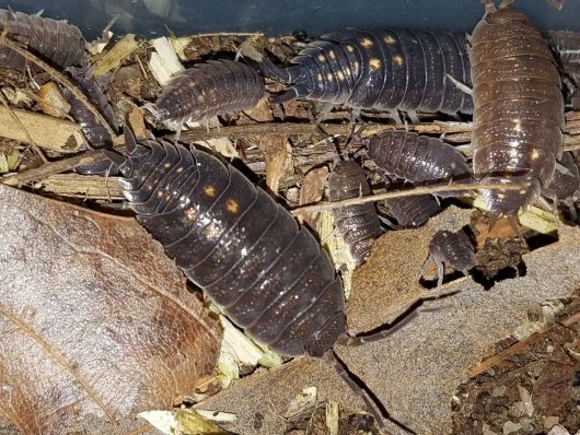 LARGE, RARE SPANISH ISOPODS.  PORCELLIO ORNATUS "Dark South"  12 Mixed Age group - Image 3