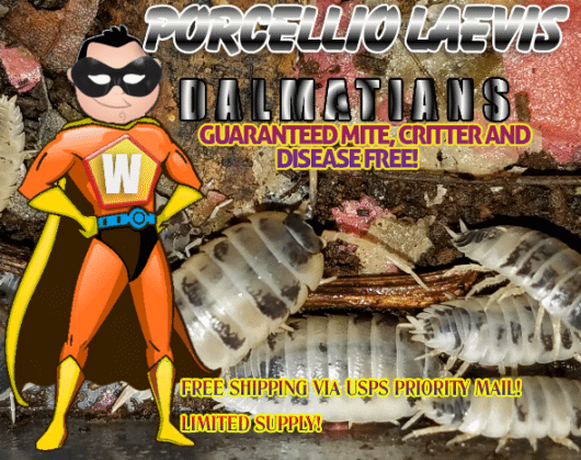 12 PORCELLIO LAEVIS DALMATIONS "SMOOTH ISOPODS" LARGE, MEATY AND PRETTY!!