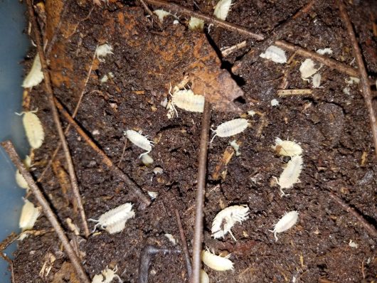 12 WHITE PORCELLIO SCABER ISOPODS! - Image 3