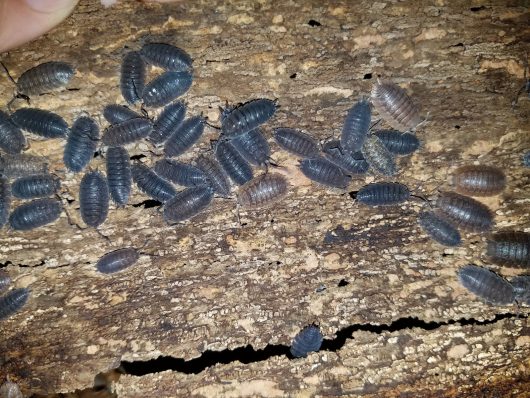 Isopods, Sow Bugs, 100 Isopods Scaber With Free Food!