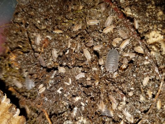 Isopods, Sow Bugs, 100 Isopods Scaber With Free Food! - Image 3