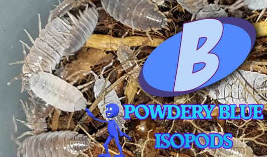 POWERFUL, POWDERY BLUE ISOPODS! 25 ISOPODS.