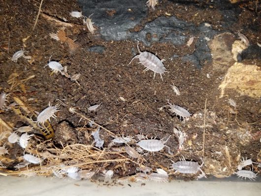 POWERFUL, POWDERY BLUE ISOPODS! 25 ISOPODS. - Image 5