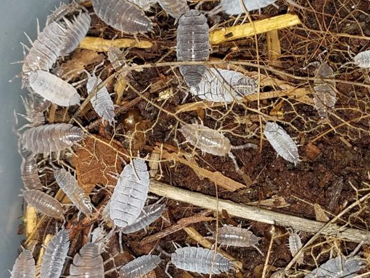 POWERFUL, POWDERY BLUE ISOPODS! 25 ISOPODS. - Image 6