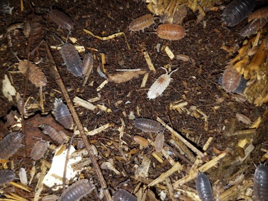 ISOPODS PORCELLIO SCABER MORPHS 25+ - Image 2