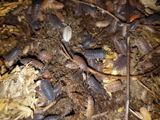 ISOPODS PORCELLIO SCABER MORPHS 25+ - Image 4