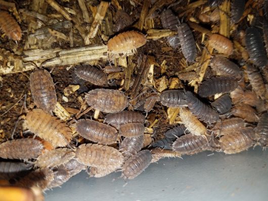 ISOPODS PORCELLIO SCABER MORPHS 25+ - Image 5