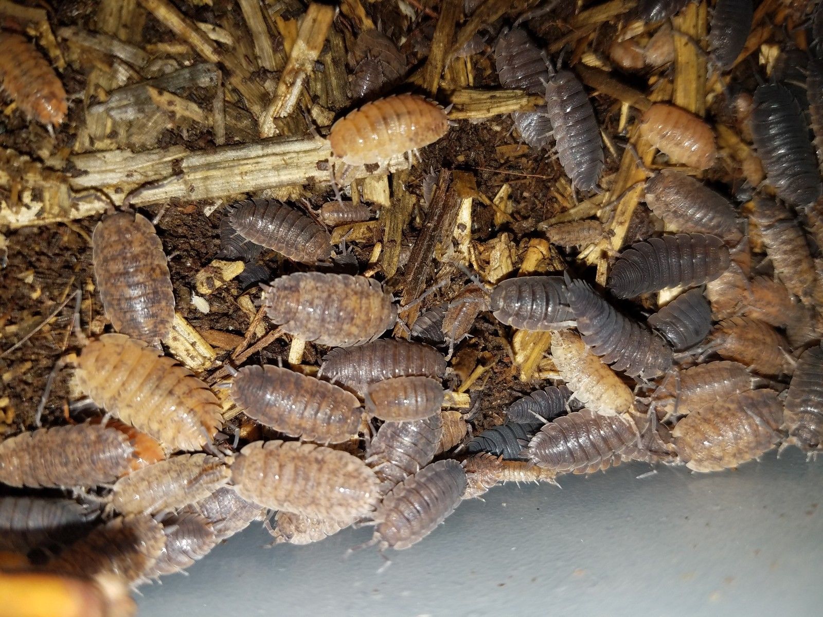 ISOPODS PORCELLIO SCABER MORPHS 25+