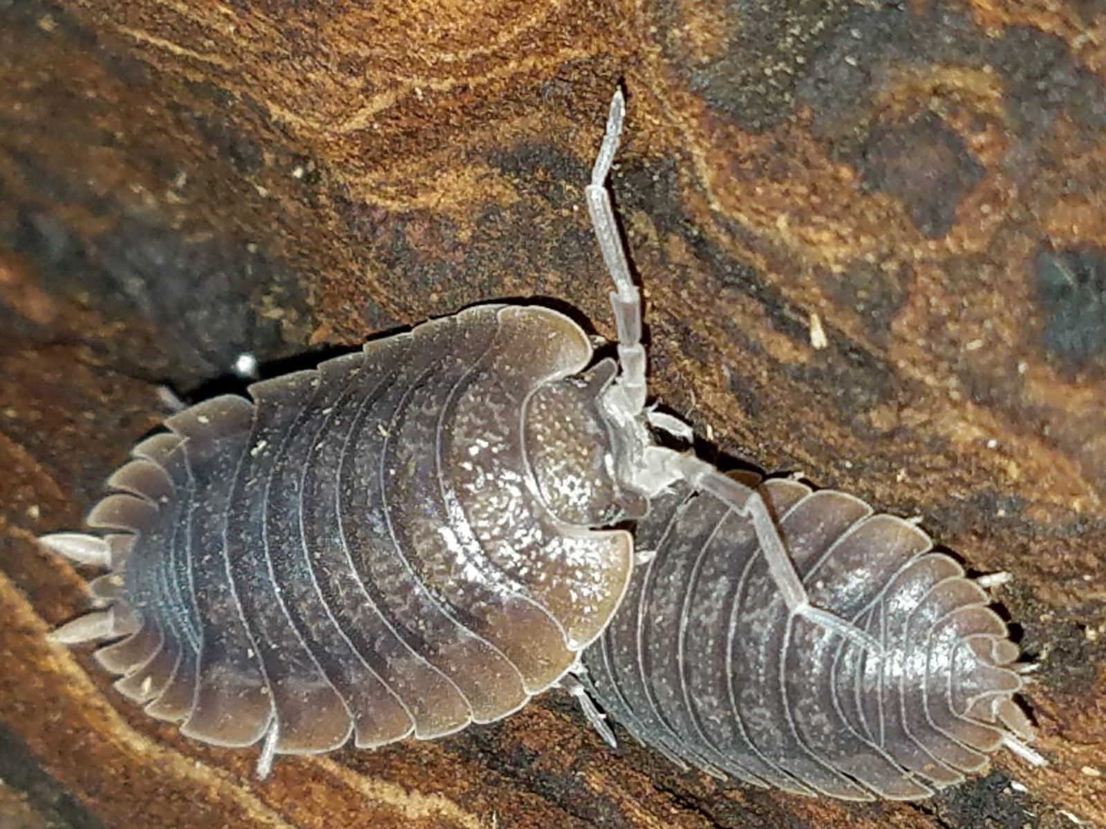 15 Giant canyon isopods (Porcellio dilatatus). Large Soft Bodied Insect