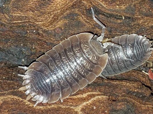 15 Giant canyon isopods (Porcellio dilatatus). Large Soft Bodied Insect - Image 4